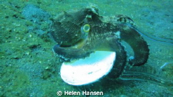 friendly Octopus , posing 
taken with Sony camera by Helen Hansen 